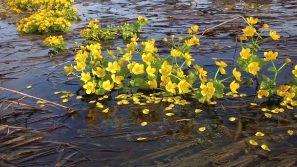 Caltha Palustris Känd Som Kärr Ringblomma Gul Blommande Blommor Xer — Stockvideo