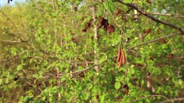 树梢上的Alder Cone在风中摇曳 — 图库视频影像