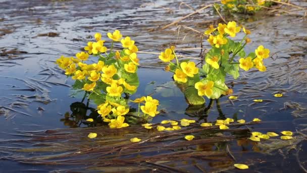 Caltha Palustris 被称为Marsh Marigold 在水里生长的黄色花朵 — 图库视频影像