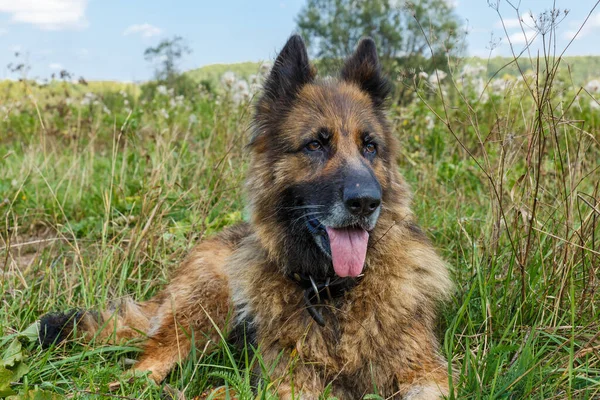 Tysk herde hund liggande i gräset — Stockfoto