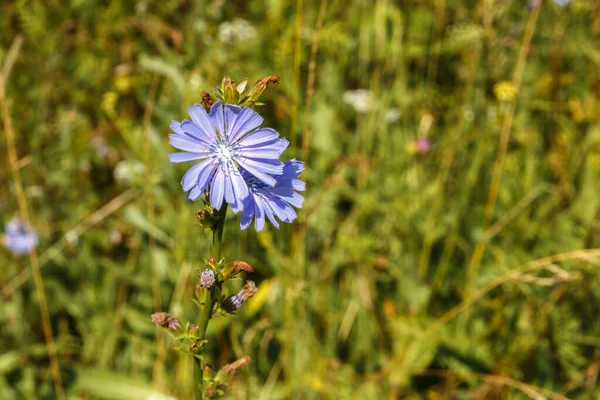 Centaurea cyanus w naturze. — Zdjęcie stockowe