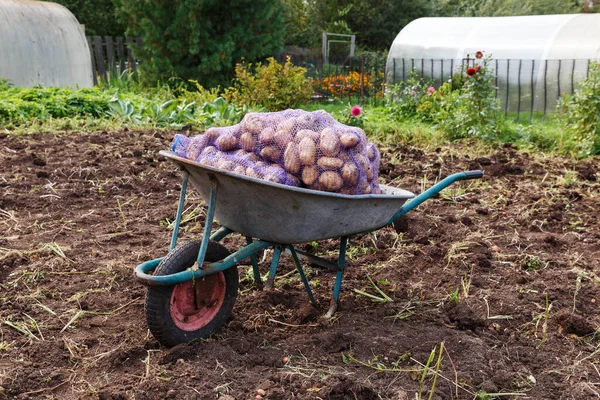 Świeże ziemniaki w taczce. — Zdjęcie stockowe