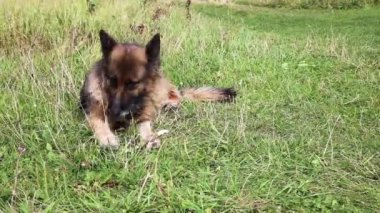 Alman çoban köpeği.