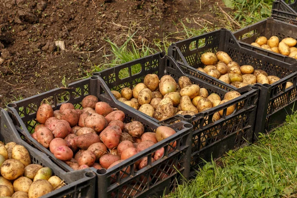 Batatas em bruto frescas Imagens Royalty-Free