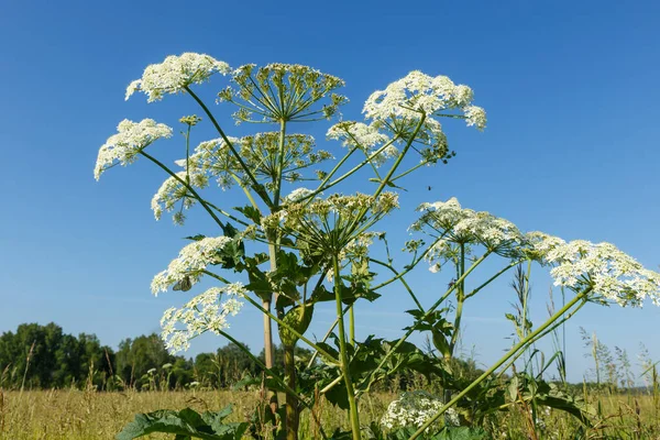 Fleur blanche hogweed. Image En Vente