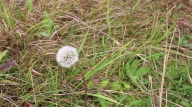 karahindiba otlar içinde