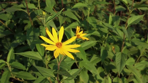 Flor de alcachofa de Jerusalén — Vídeos de Stock