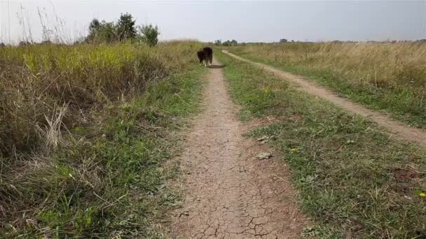 Γερμανός Βοσκός Περπατά Στο Μονοπάτι Κουρασμένο Σκυλί Προεξέχουσα Γλώσσα Περπατώντας — Αρχείο Βίντεο
