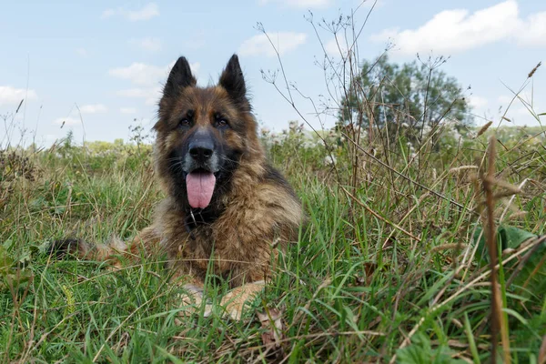 Tysk Herdehund Vilar Gräset Hunden Stack Tungan Och Tittade Kameran — Stockfoto