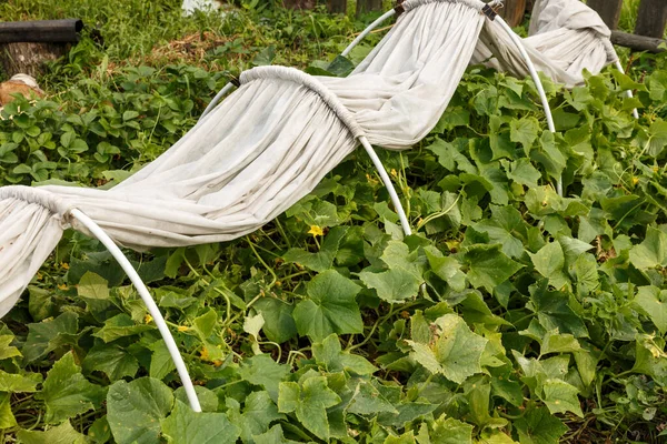 Łóżko Ogórkowe Ogrodzie Warzywnym Łóżko Białym Materiałem Chroniącym Rośliny Przed — Zdjęcie stockowe
