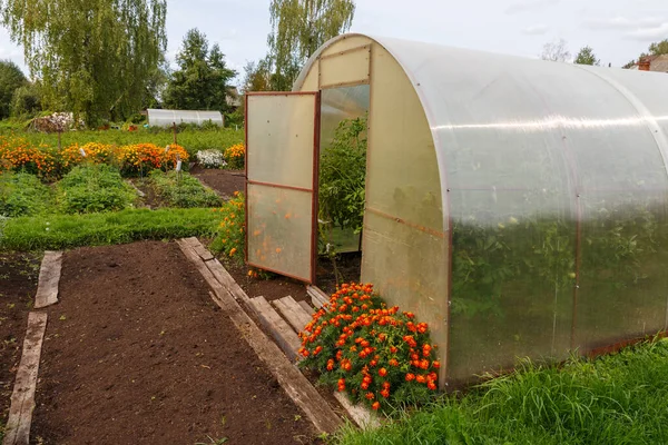 Szklarnia Dla Pomidorów Ogrodzie Otwarte Drzwi Szklarni — Zdjęcie stockowe
