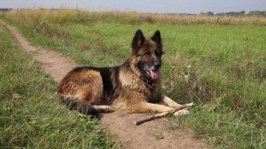 Alman çoban köpeği çimlerin üzerinde yatıyor. Sopa köpeğin yanında yatıyor..