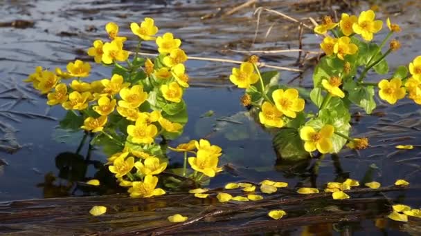 Caltha Palustrisová Marigold Žluté Kvetoucí Květy Rostou Vodě Houpající Větru — Stock video