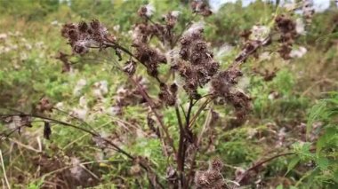 Kuru dulavrat otu çiçeği. Daha iyi bir dulavrat. Arctium lappa. Rüzgarda sallanan kuru dulavrat..