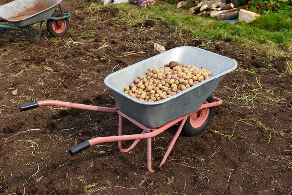 Carrinho Mão Jardim Com Uma Colheita Batatas Jardim — Fotografia de Stock