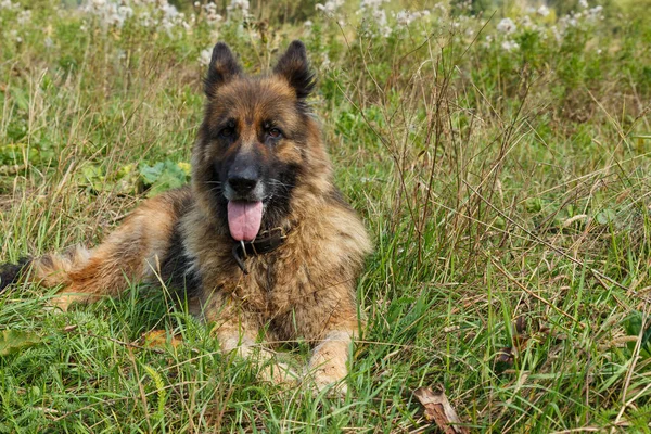 Tysk Herdehund Hund Liggande Gräset Gräsmattan — Stockfoto