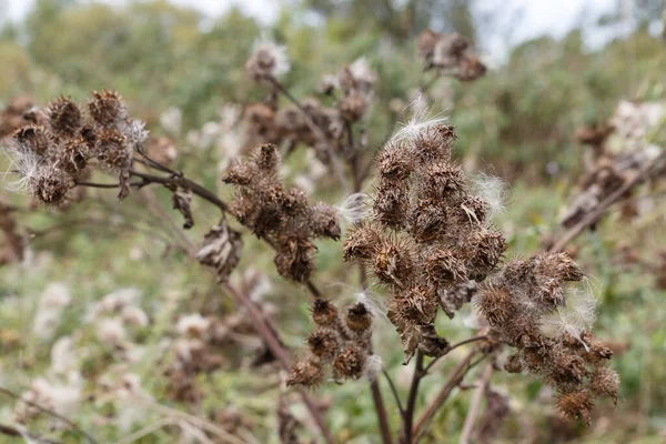 Daha Iyi Bir Dulavrat Arctium Lappa Sonbaharda Kuru Burdock Dikenleri — Stok fotoğraf