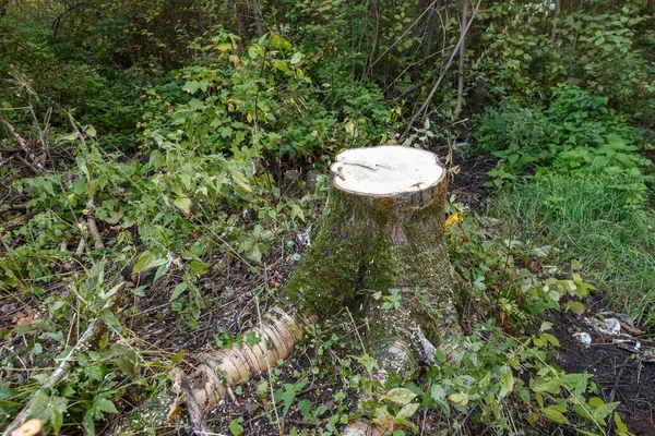Ormanda Aspen Ağacı Kökü Ormanların Tahrip Edilmesi Telifsiz Stok Fotoğraflar