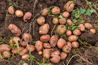 Tarladaki taze patatesler. Sonbaharda patates hasadı..