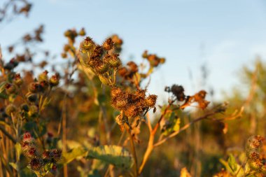 Kuru Büyük Burdock. Gün batımında gökyüzüne karşı kuru dulavratotu..