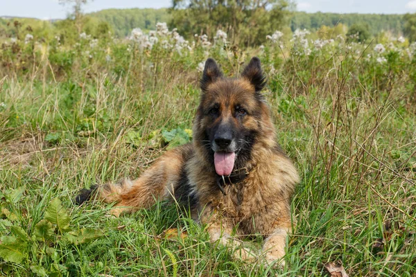 Duitse Herdershond Rustend Het Gras Hond Ligt Wei Hond Kijkt — Stockfoto