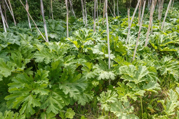 Heracleum Sosnowskyi Large Green Leaves Hogweed Cow Parsnip Plant Summer — Stock Photo, Image