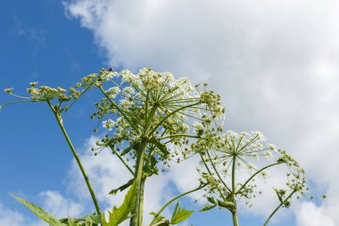Yaban domuzu. Gökyüzüne karşı çiçek açan bitki. Herakleum Sosnovsky