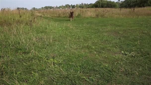 ドイツの羊飼い犬 犬は緑の芝生の上で歯を食いしばって走る — ストック動画