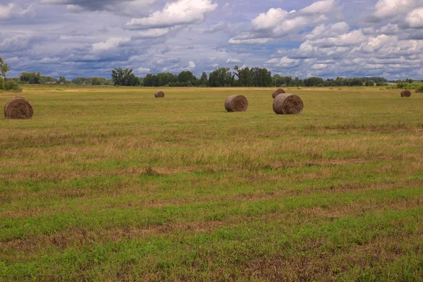 Rolki siana na polu — Zdjęcie stockowe