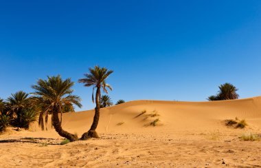 palm in the  desert oasis morocco clipart