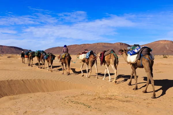 gidiş Çölde deve karavan