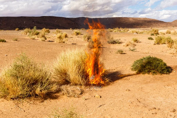 Brucia erba Bush nel deserto — Foto Stock