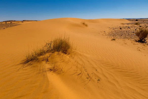 Sand dune with grass — Stock Photo, Image