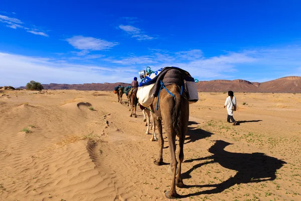 Cammello carovana, Marocco — Foto Stock