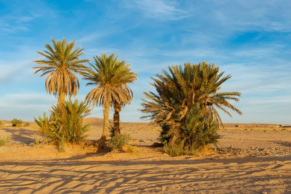 Пальмы пустыни Сахара — стоковое фото