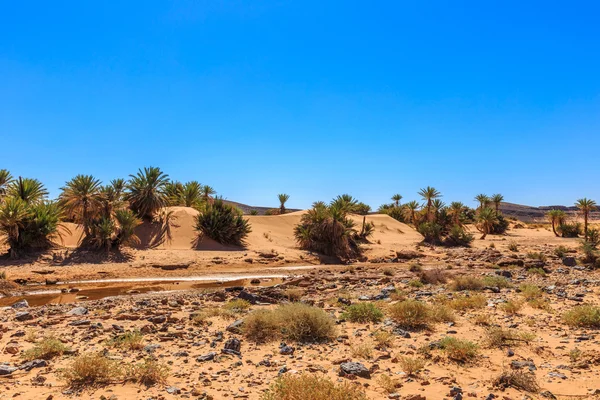 Оазис в пустыне Сахара — стоковое фото