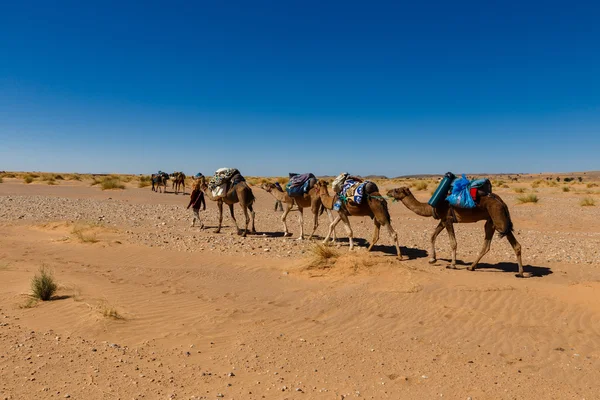 Kamelkarawane zieht durch die Wüste — Stockfoto