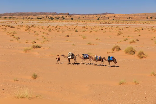Camel caravane traversant le désert — Photo