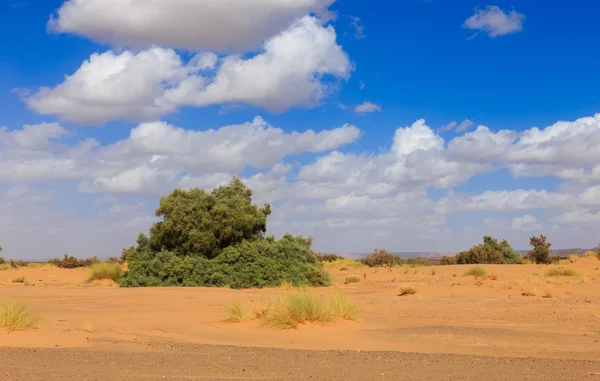 Bush na areia, deserto do Saara — Fotografia de Stock