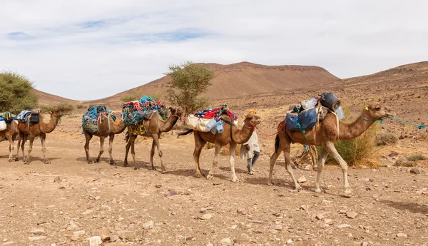 Gidiş Çölde deve karavan — Stok fotoğraf