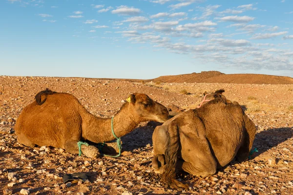 沙漠中的两只骆驼 — 图库照片
