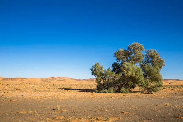 Drzewo na pustyni sahara — Zdjęcie stockowe