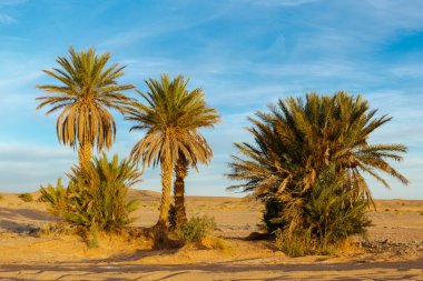 palm trees in the Sahara desert clipart
