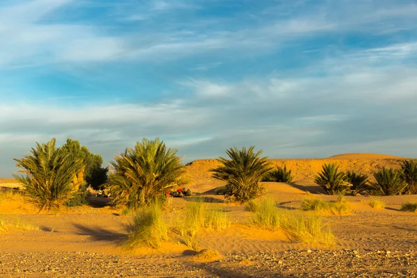 Palm trees in desert, morning — Stock Photo, Image