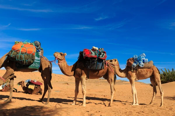 Camelos atravessando o deserto — Fotografia de Stock