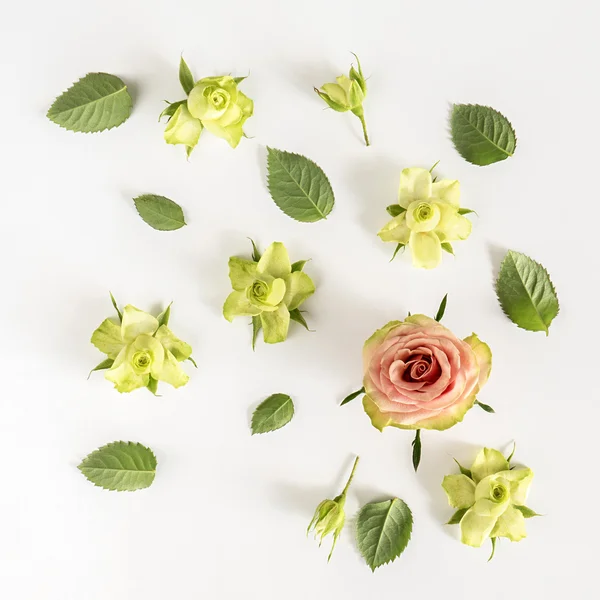 Rosas y hojas sobre fondo blanco . — Foto de Stock