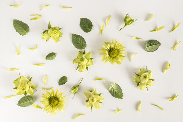 Roses, green flowers and leaves on white background.