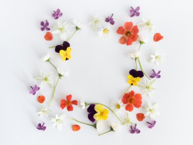 Renkli çiçek arka plan çerçevesinde. Düz yatıyordu, en iyi görünümü