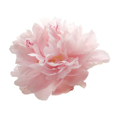 Güzel pembe şakayık çiçeği beyaz üzerine izole edilmiş