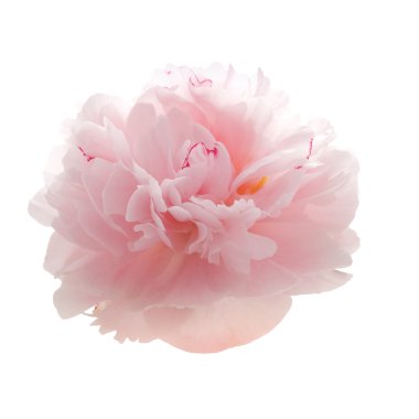 Güzel pembe şakayık çiçeği beyaz üzerine izole edilmiş